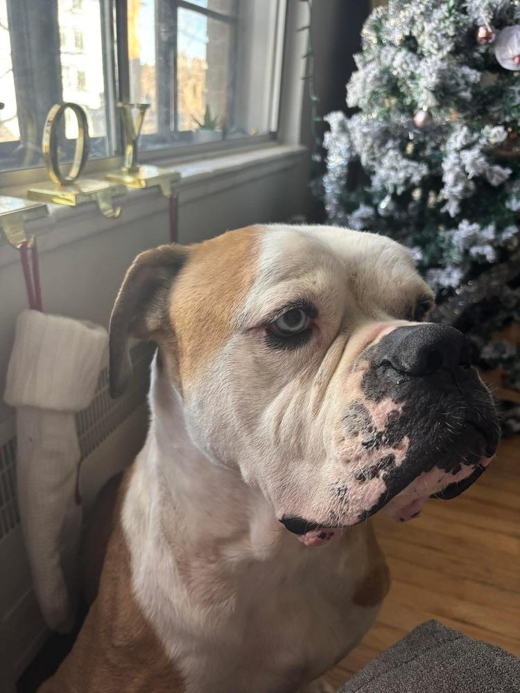 Ziggy, a Adoptable mixed breed in Denver, CO image 6/6