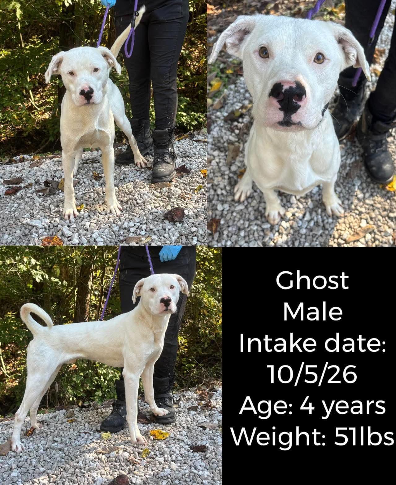 Ghost, Adoptable, Adult Male Pit Bull Terrier.