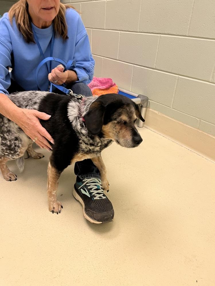 Enlarge Aibileen (Old Lady), a Adoptable mixed breed in Kalamazoo, MI image 1/5