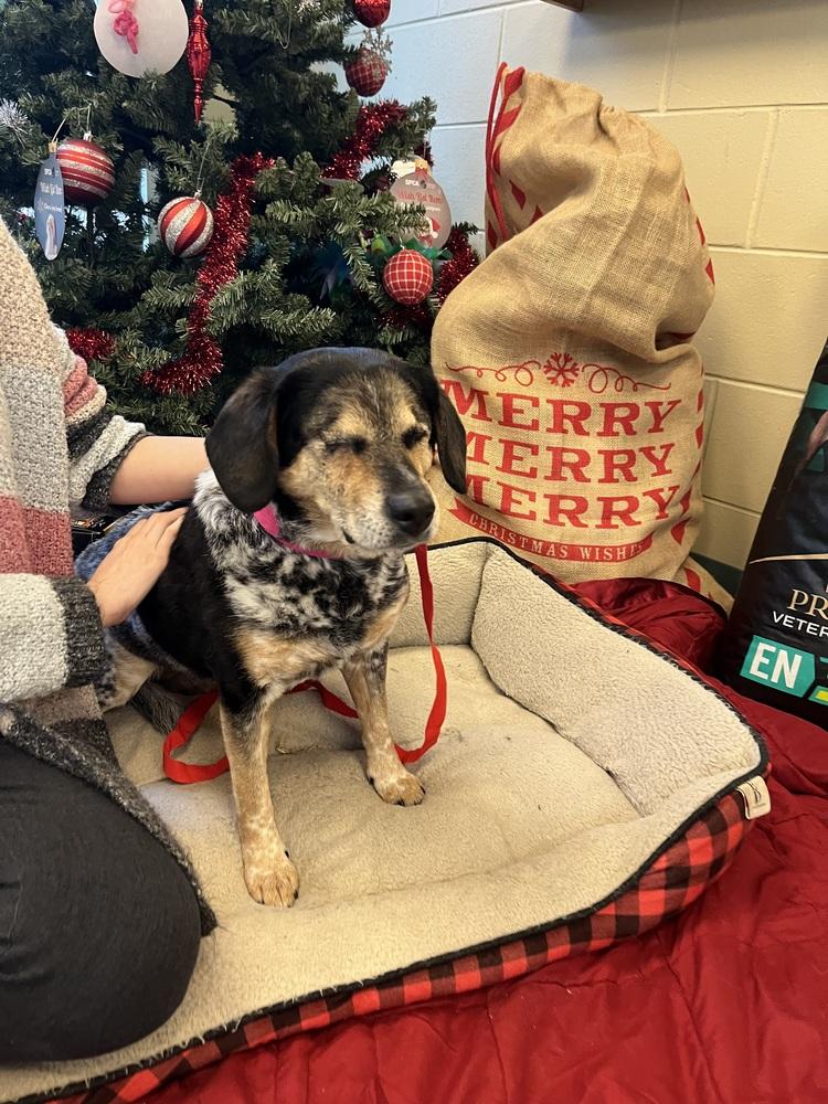 Enlarge Aibileen (Old Lady), a Adoptable mixed breed in Kalamazoo, MI image 2/5