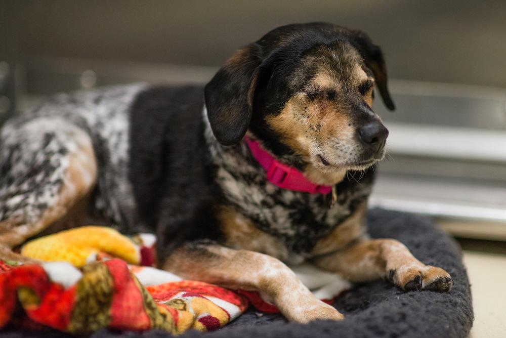 Enlarge Aibileen (Old Lady), a Adoptable mixed breed in Kalamazoo, MI image 4/5