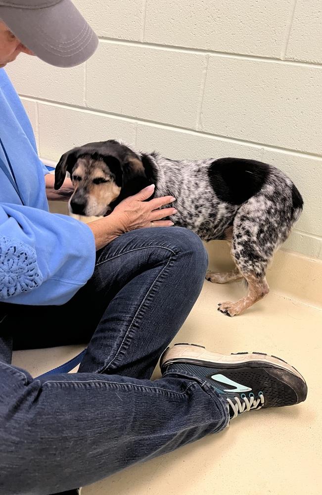 Enlarge Aibileen (Old Lady), a Adoptable mixed breed in Kalamazoo, MI image 5/5