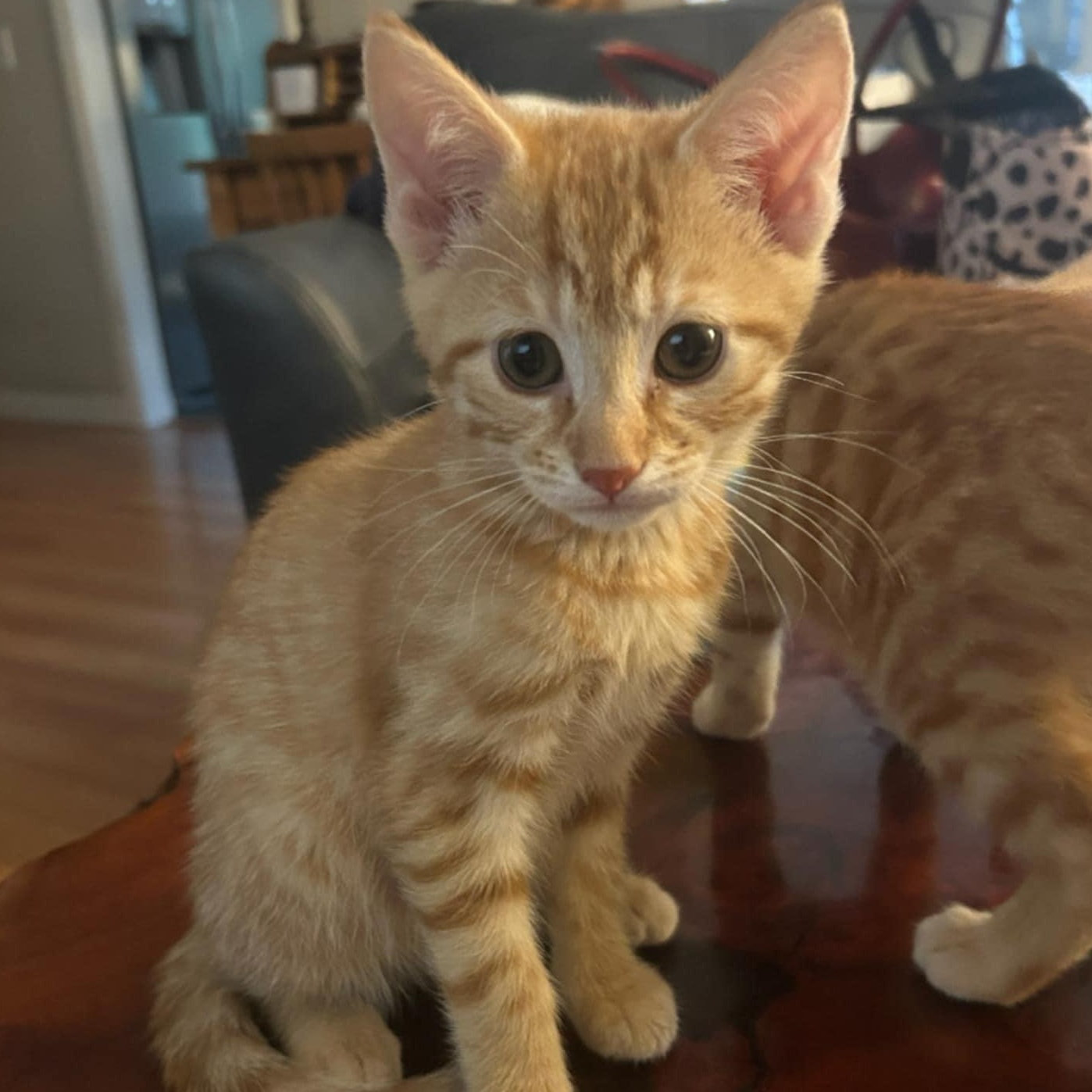 Enlarge Shiny Lucky Penny, a Adopted mixed breed in Denville, NJ image 2/5