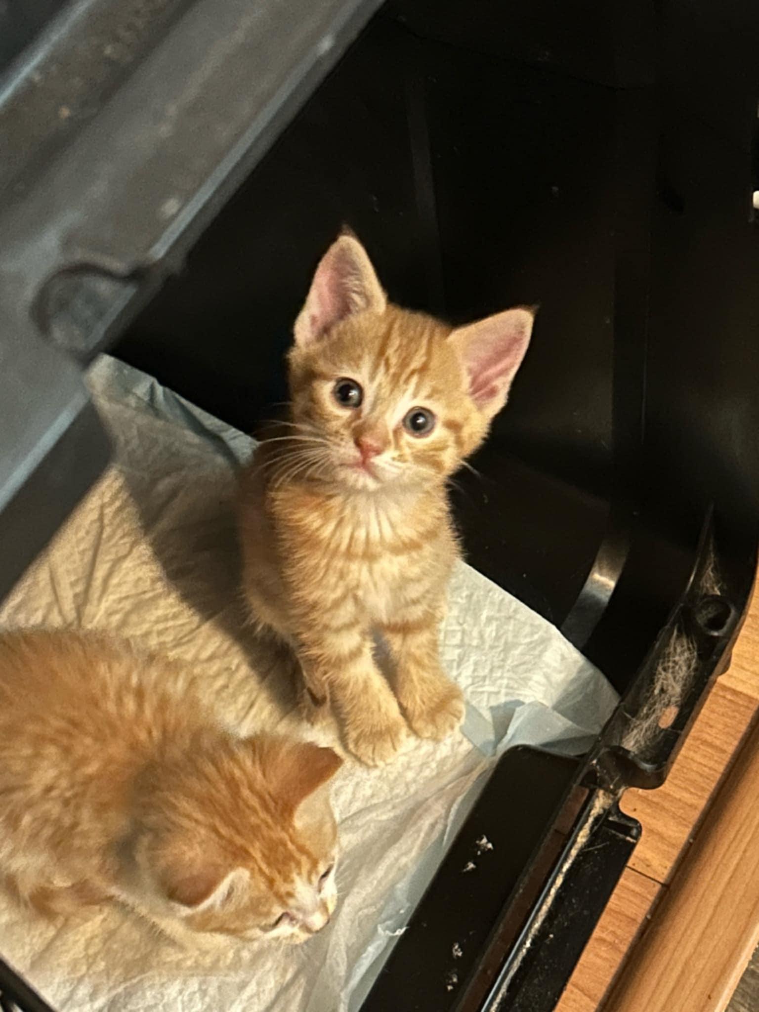 Enlarge Shiny Lucky Penny, a Adopted mixed breed in Denville, NJ image 3/5