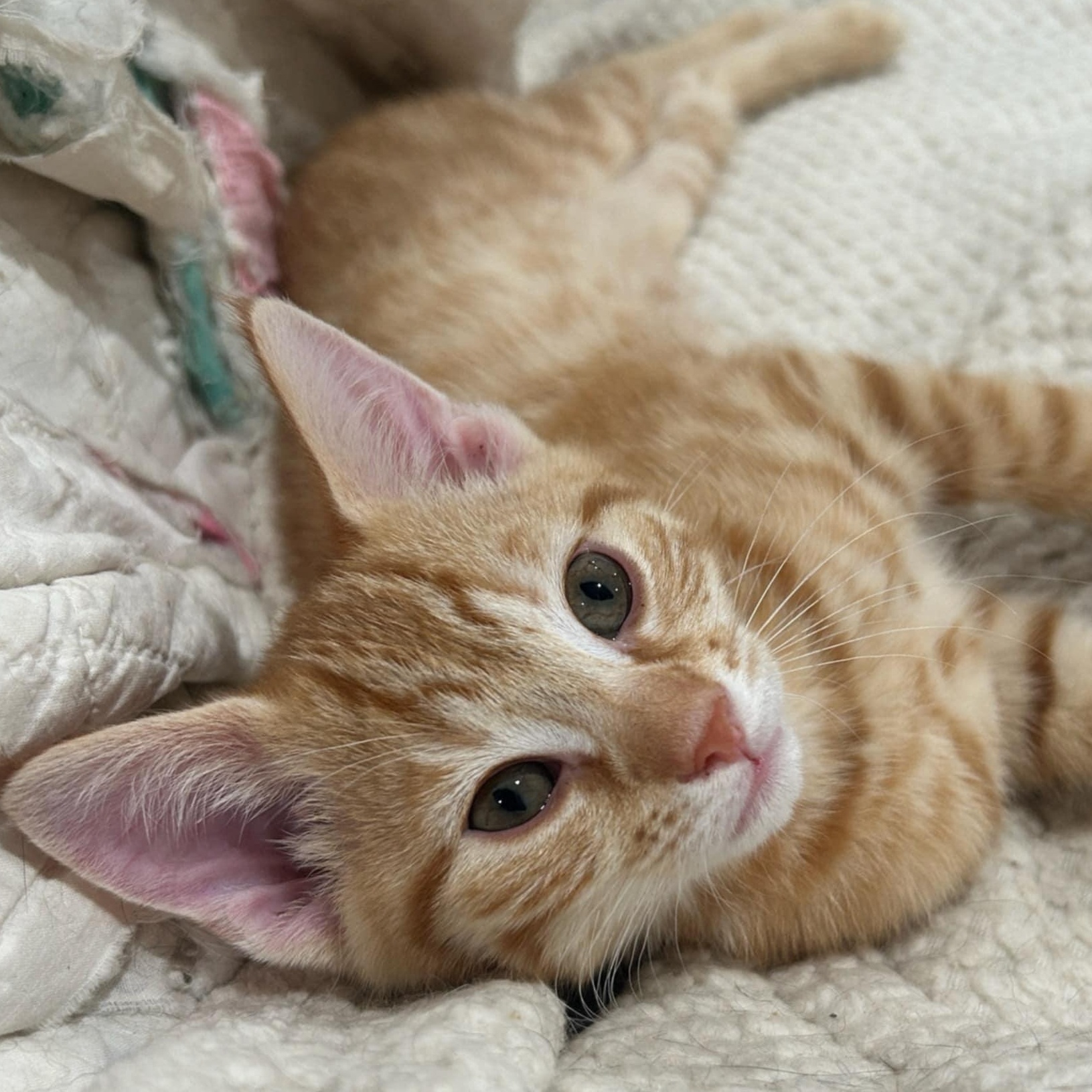 Enlarge Shiny Lucky Penny, a Adopted mixed breed in Denville, NJ image 4/5