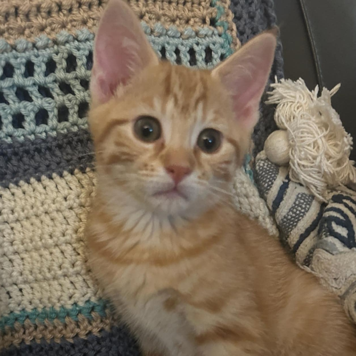 Shiny Lucky Penny, Adopted, Kitten Female Domestic Medium Hair.