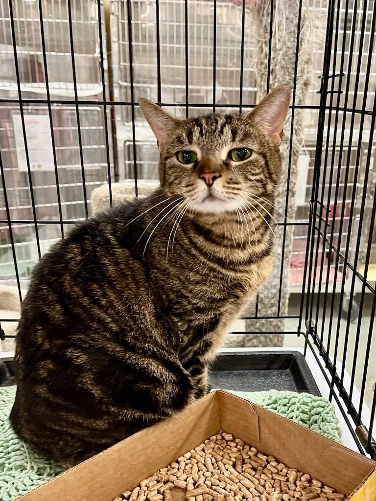 Blossom, Adoptable, Adult Female Tabby.