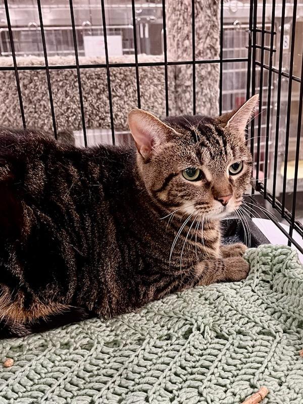 Enlarge Blossom, a Adoptable mixed breed in Lawrenceville, GA image 4/4