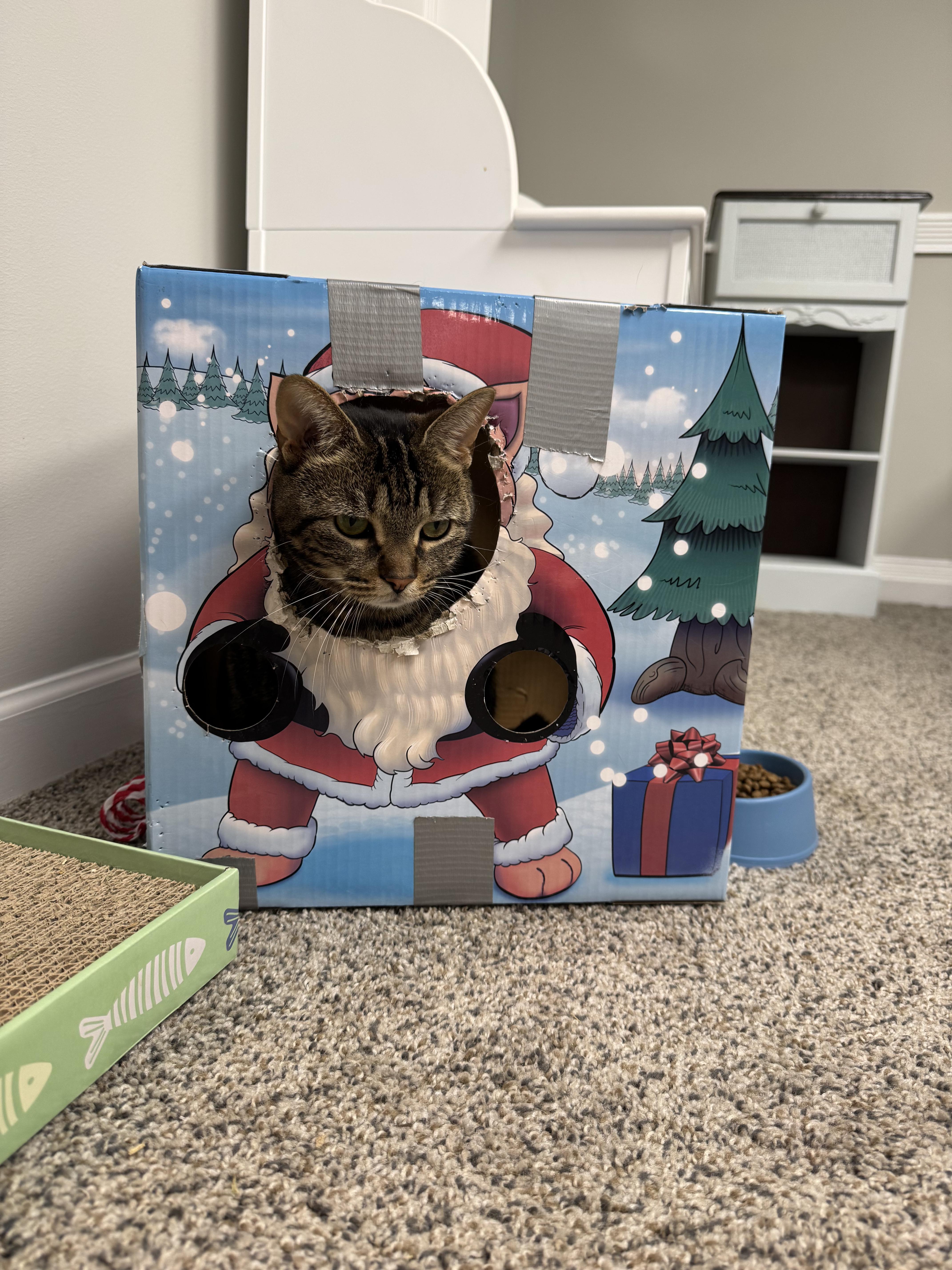 Enlarge Blossom, a Adoptable mixed breed in Lawrenceville, GA image 3/4