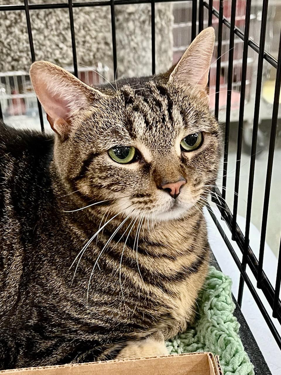 Enlarge Blossom, a Adoptable mixed breed in Lawrenceville, GA image 2/4