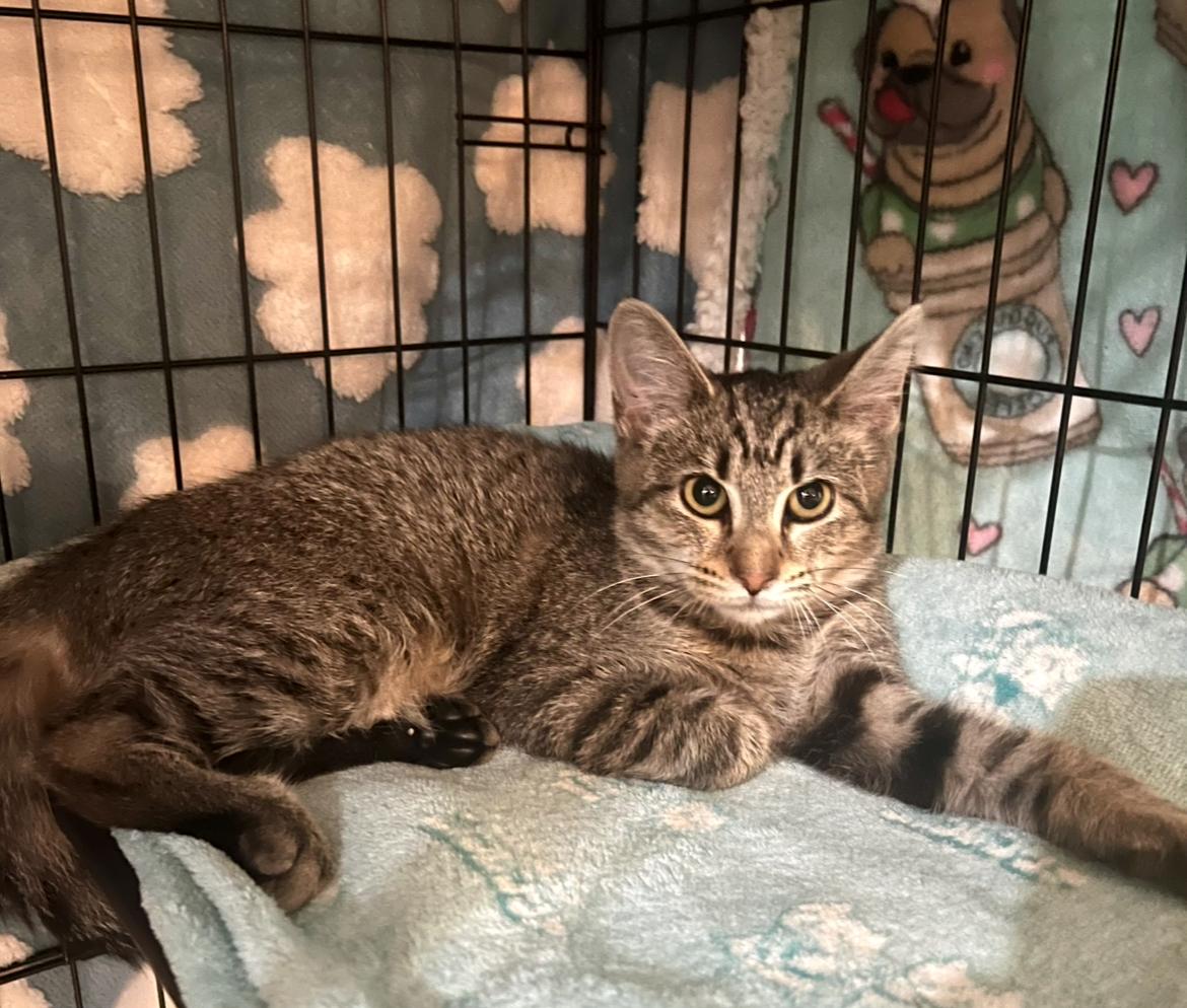 Minnie, Adoptable, Kitten Female Domestic Short Hair.