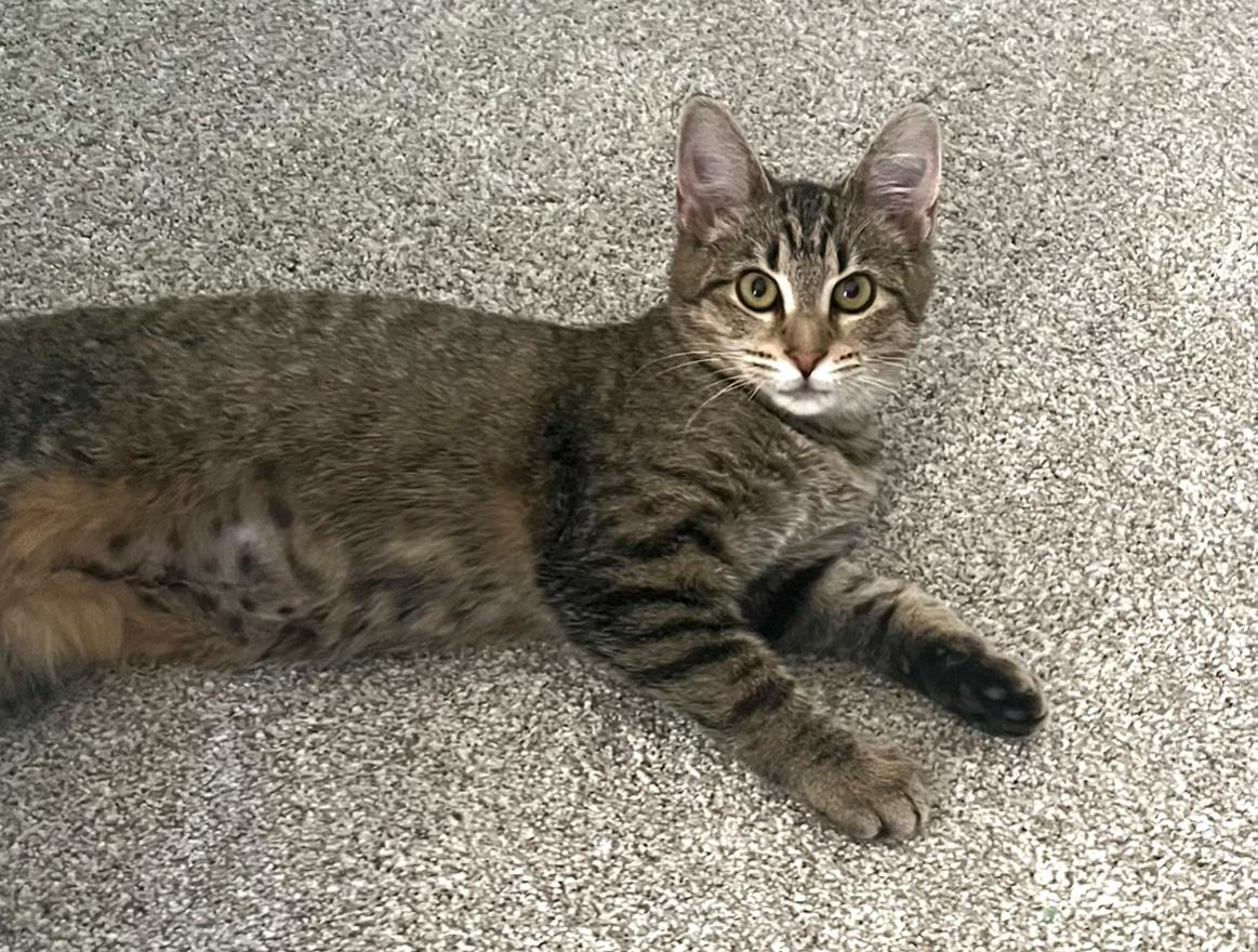 Enlarge Minnie, a Adoptable Domestic Short Hair in Avon, OH image 3/3