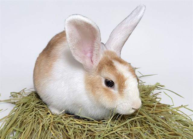 STAR, Adoptable, Young Female Bunny Rabbit.