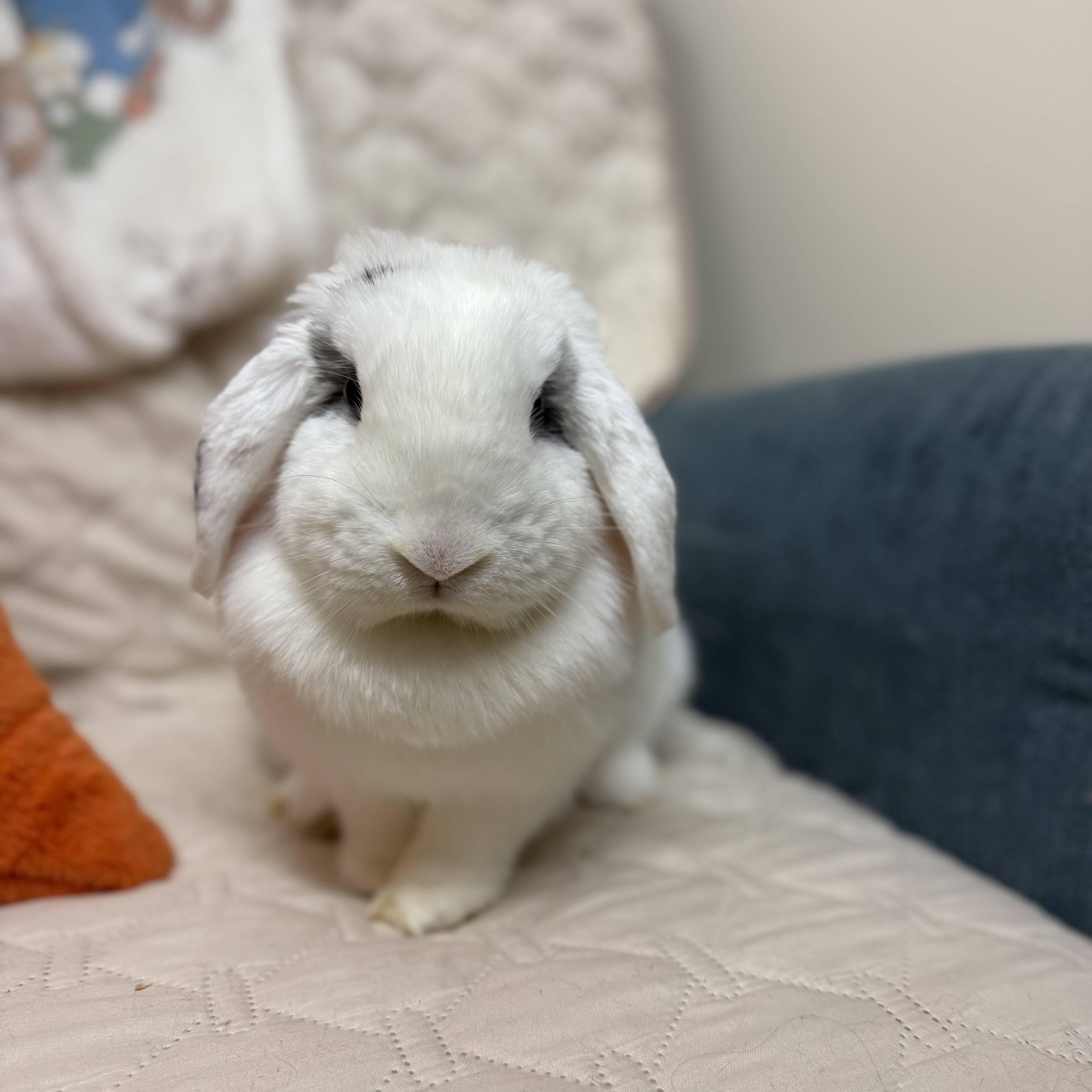 Enlarge Bluebird, a ADOPTABLE mixed breed in Ellington, CT image 3/3