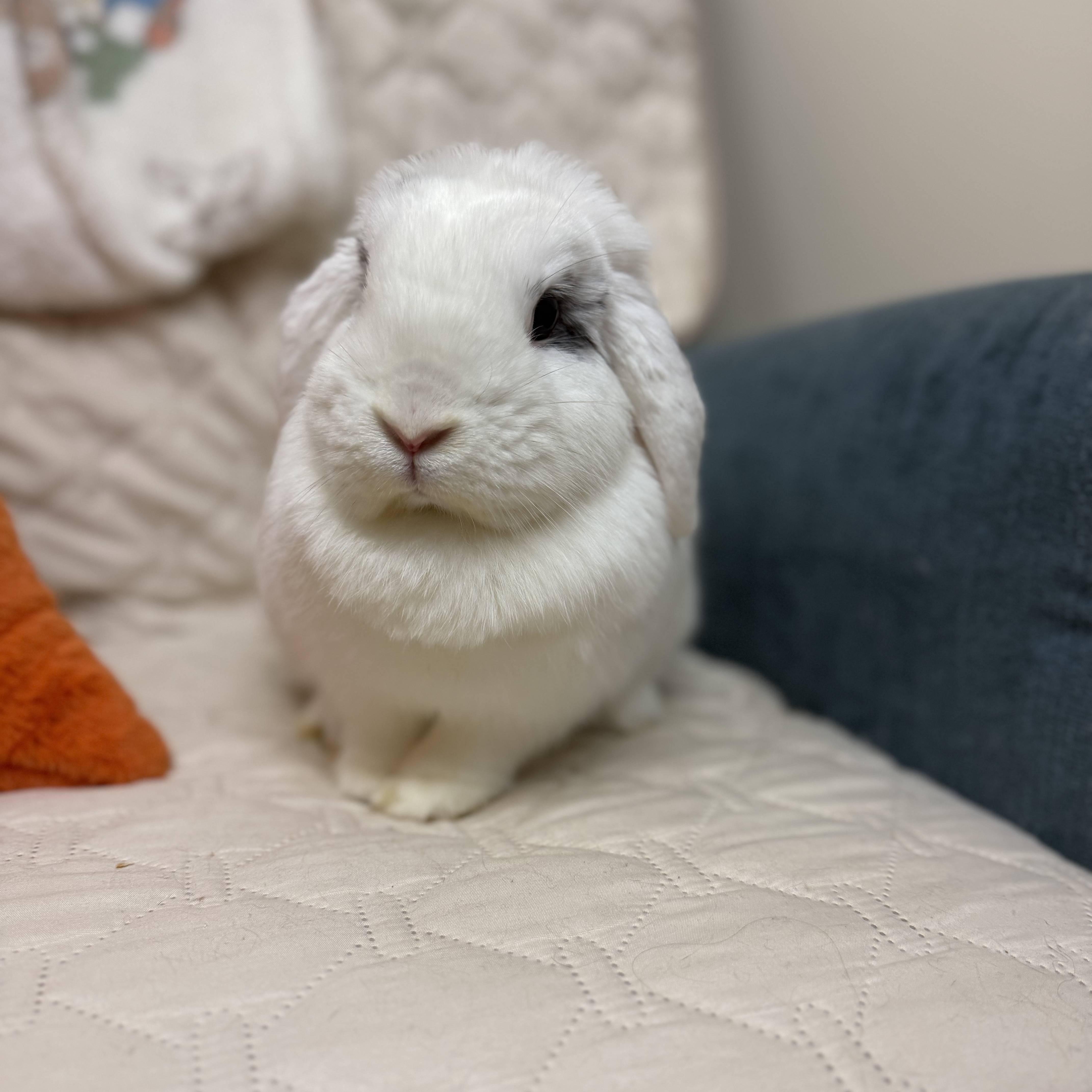 Enlarge Bluebird, a ADOPTABLE mixed breed in Ellington, CT image 2/3