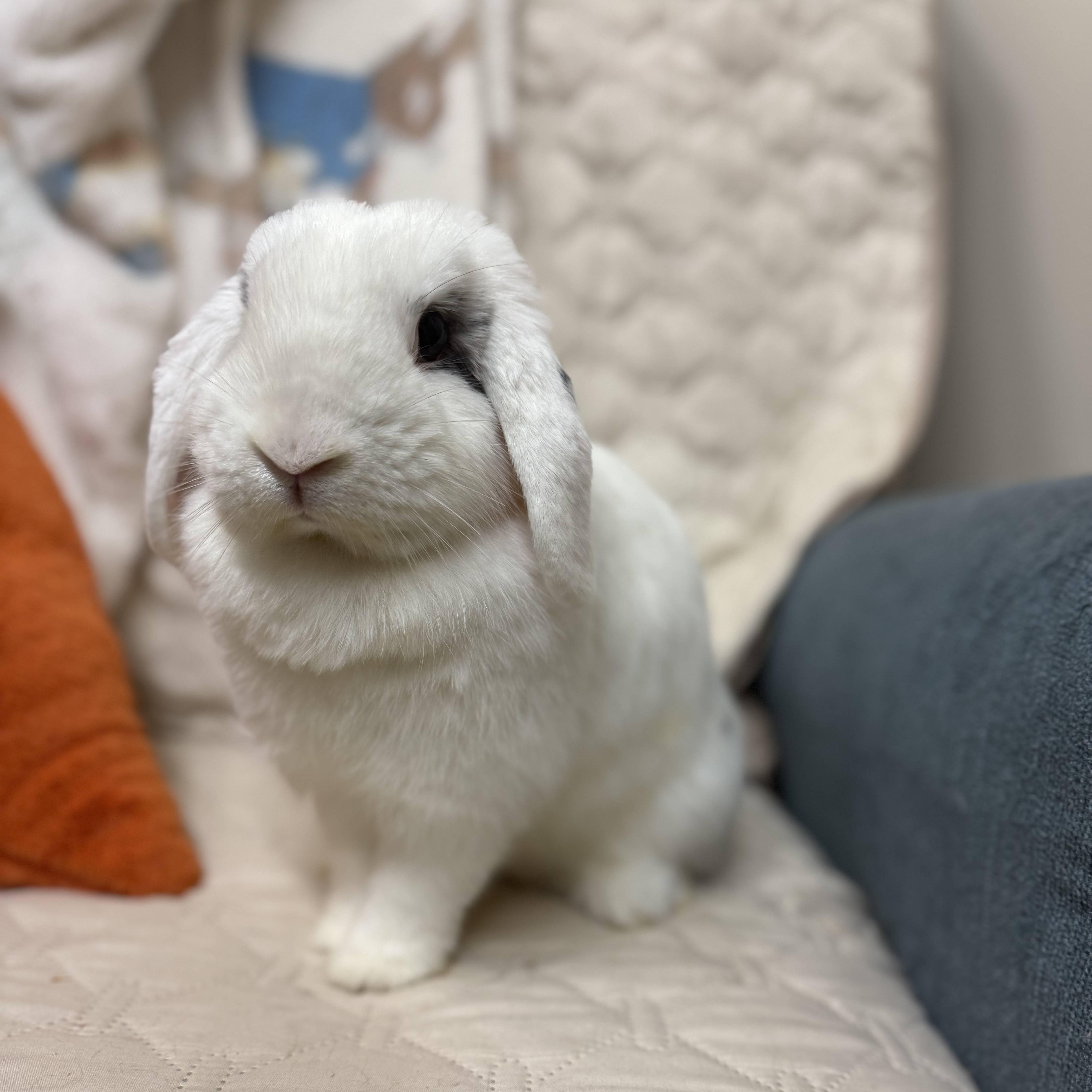 Bluebird, ADOPTABLE, Adult Female Holland Lop.