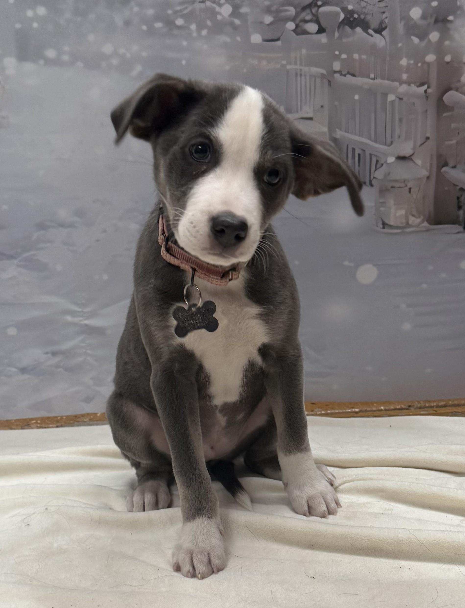 Enlarge Joan Jett (adoption pending), a Adoptable mixed breed in Albany, NY image 3/5