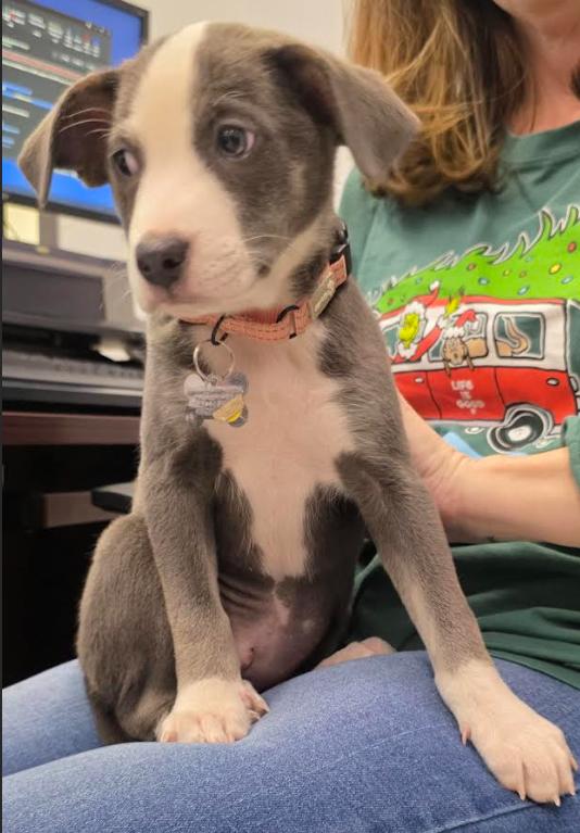 Enlarge Joan Jett (adoption pending), a Adoptable mixed breed in Albany, NY image 4/5