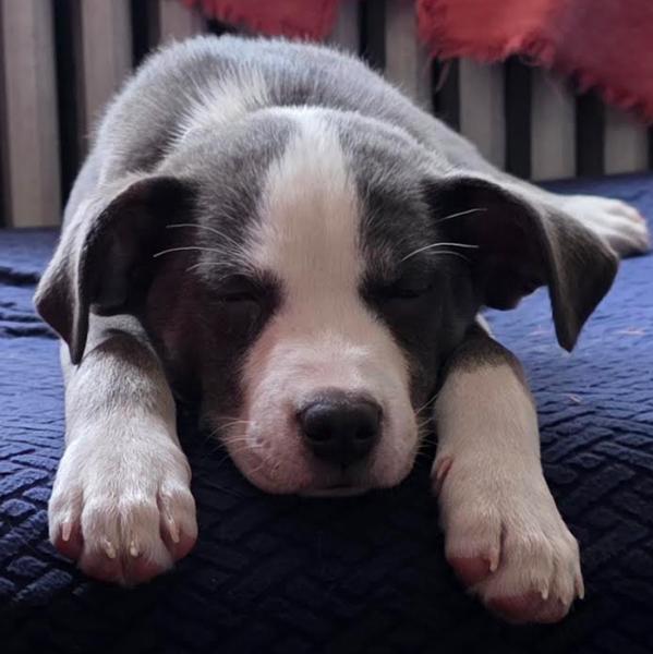 Joan Jett, Adoptable, Puppy Female Shepherd & Hound.