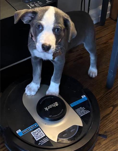 Enlarge Joan Jett (adoption pending), a Adoptable mixed breed in Albany, NY image 5/5