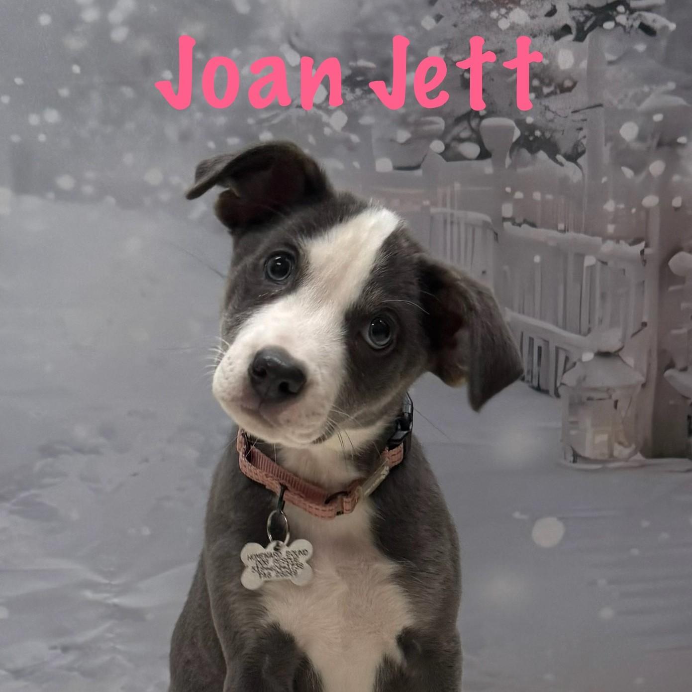 Enlarge Joan Jett (adoption pending), a Adoptable mixed breed in Albany, NY image 2/5