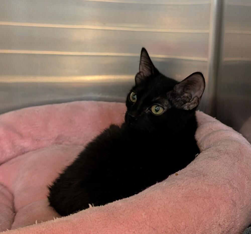 Enlarge Kanga, a Adoptable mixed breed in Tucson, AZ image 1/1