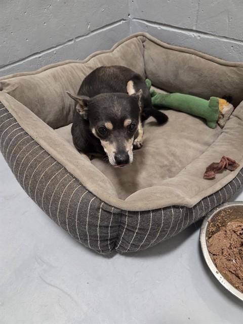 ELLIS, Adoptable, Adult Male Chihuahua.