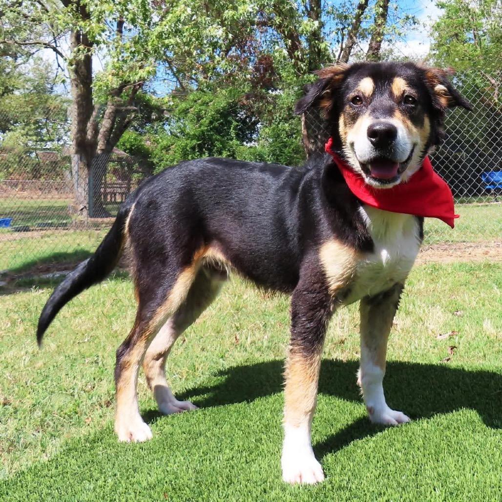 Quest, Adoptable, Young Male Australian Shepherd & Mixed Breed.