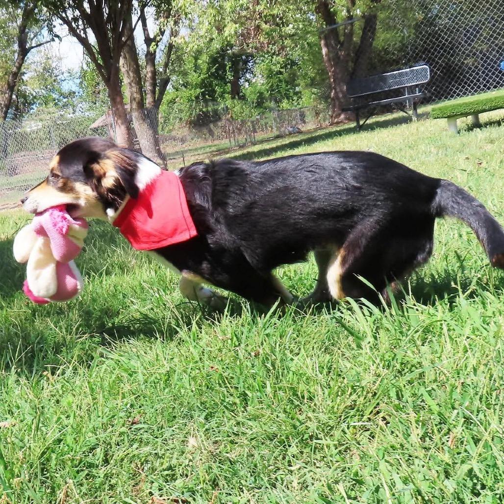 Enlarge Quest, a Adoptable mixed breed in Wadena, MN image 2/5