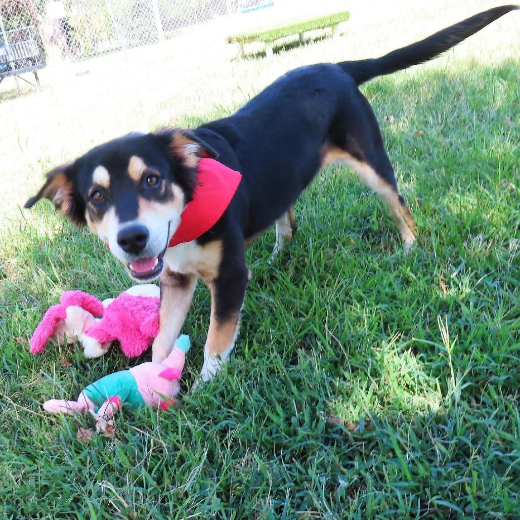 Enlarge Quest, a Adoptable mixed breed in Wadena, MN image 3/5