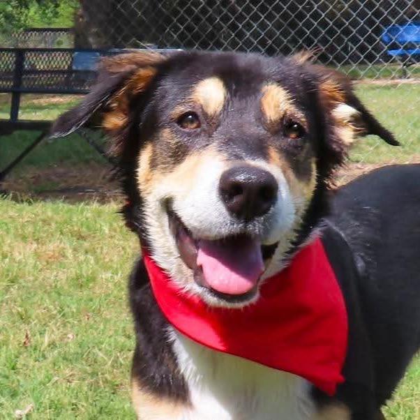 Enlarge Quest, a Adoptable mixed breed in Wadena, MN image 4/5