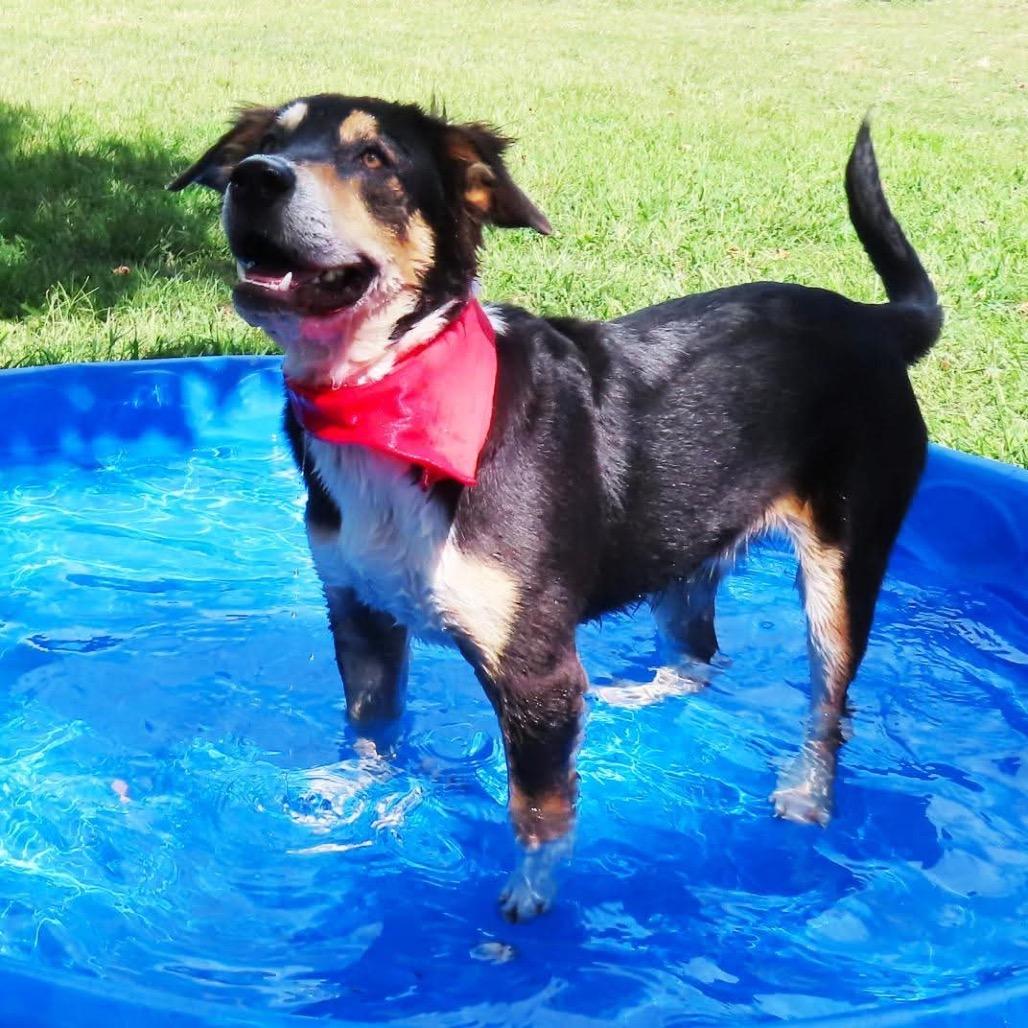 Enlarge Quest, a Adoptable mixed breed in Wadena, MN image 5/5