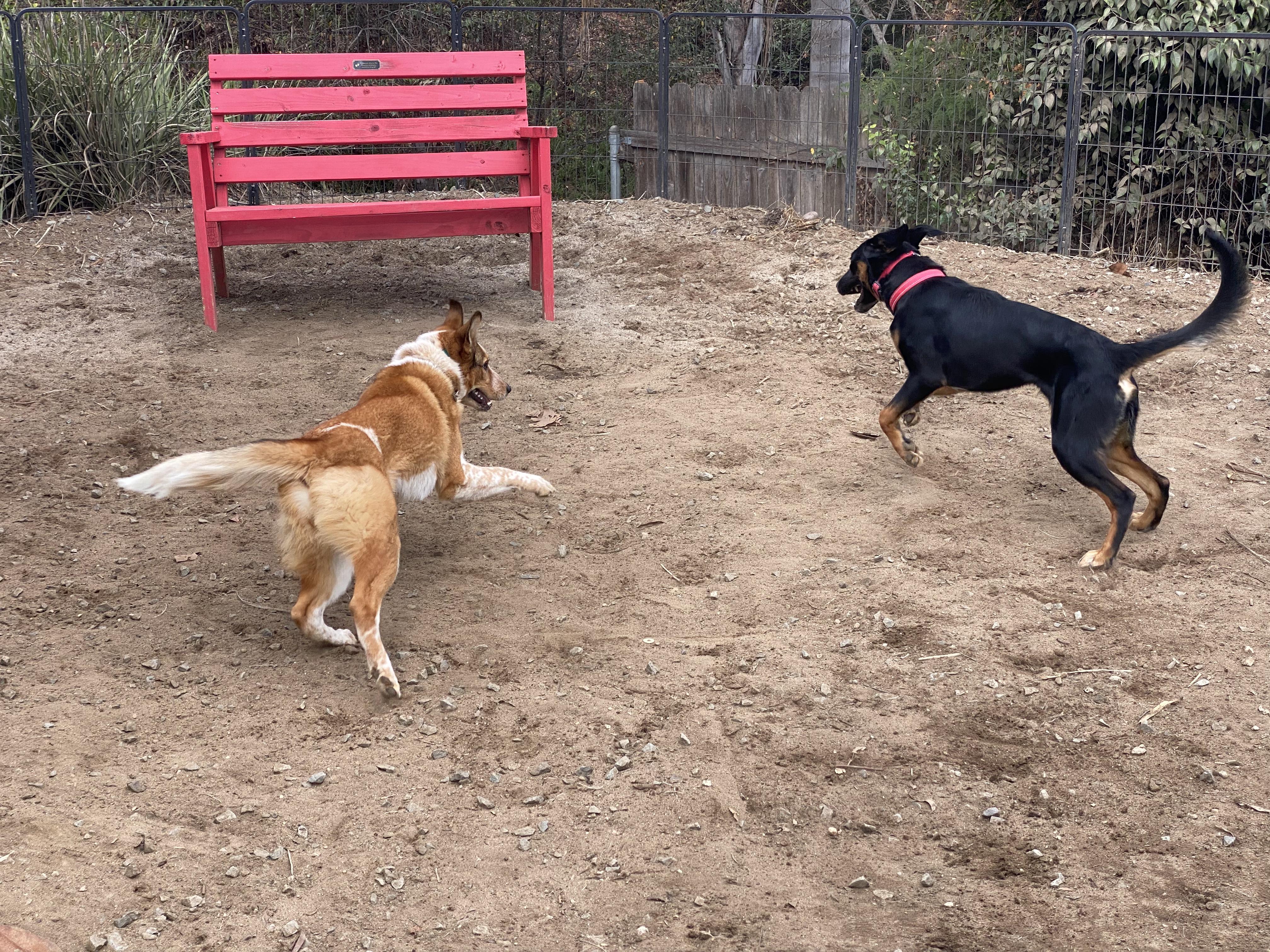 Enlarge Flynn, a Adopted mixed breed in San Diego, CA image 3/6