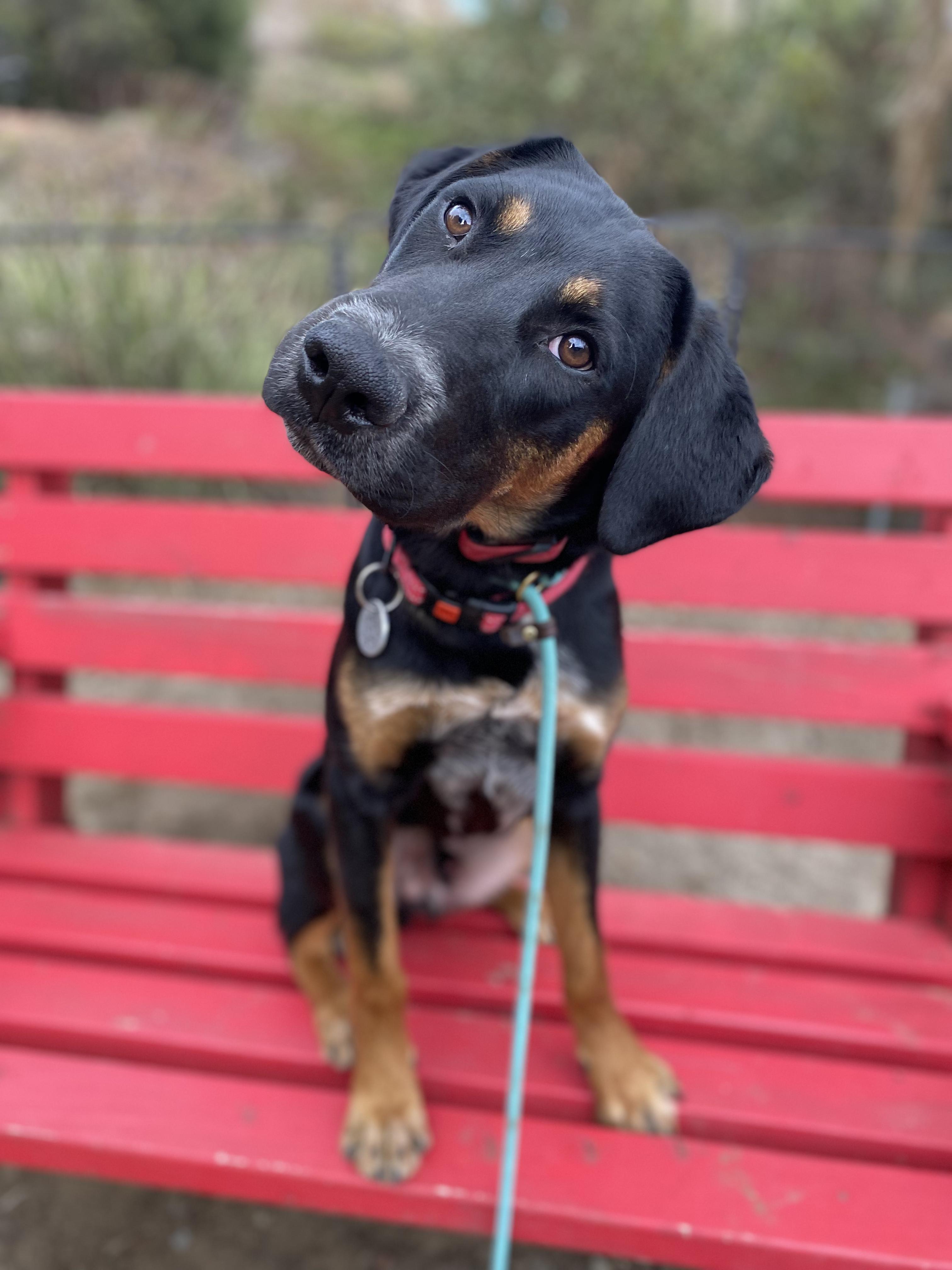 Enlarge Flynn, a Adopted mixed breed in San Diego, CA image 6/6