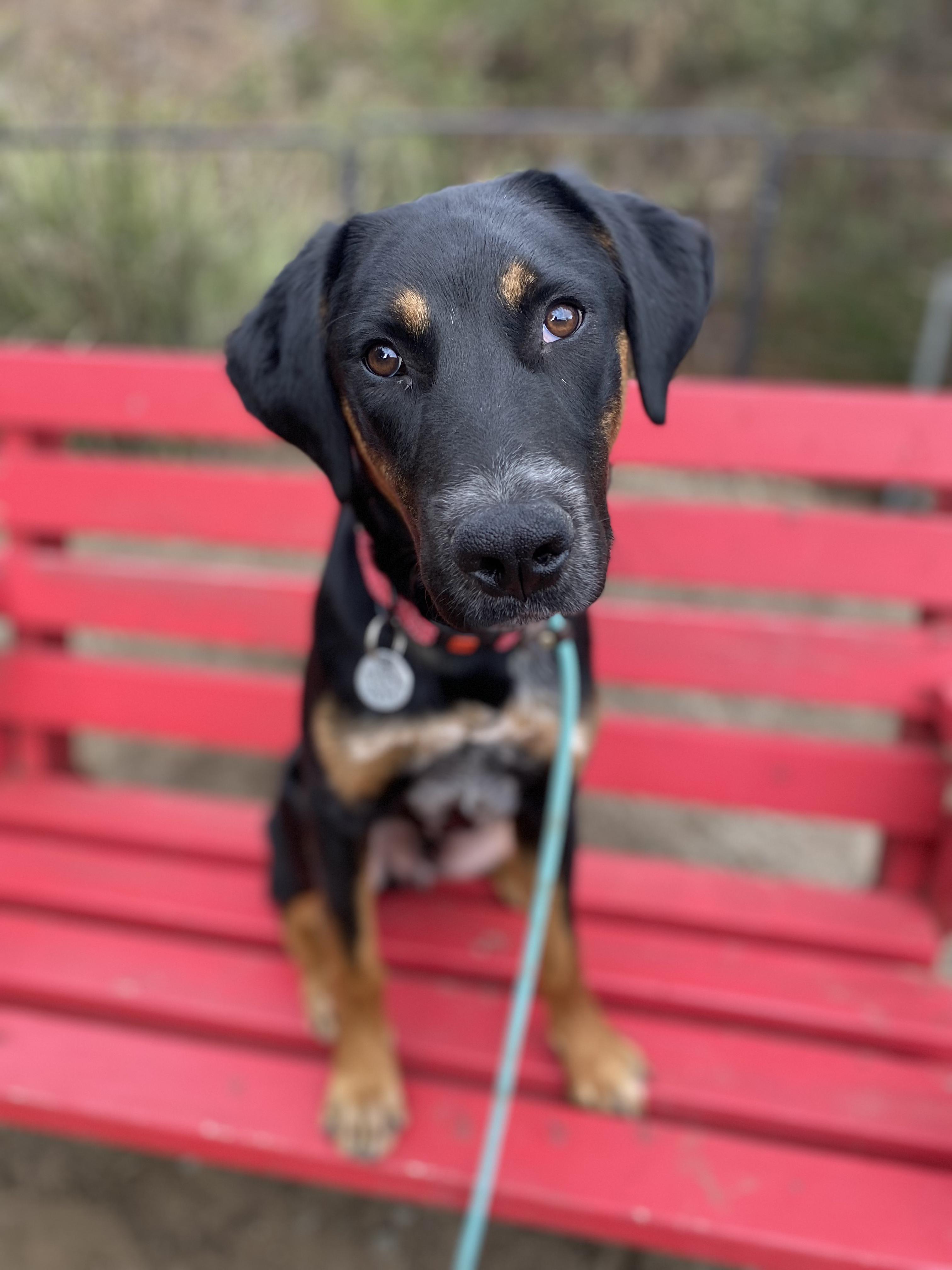 Flynn, Adopted, Young Male Doberman Pinscher.
