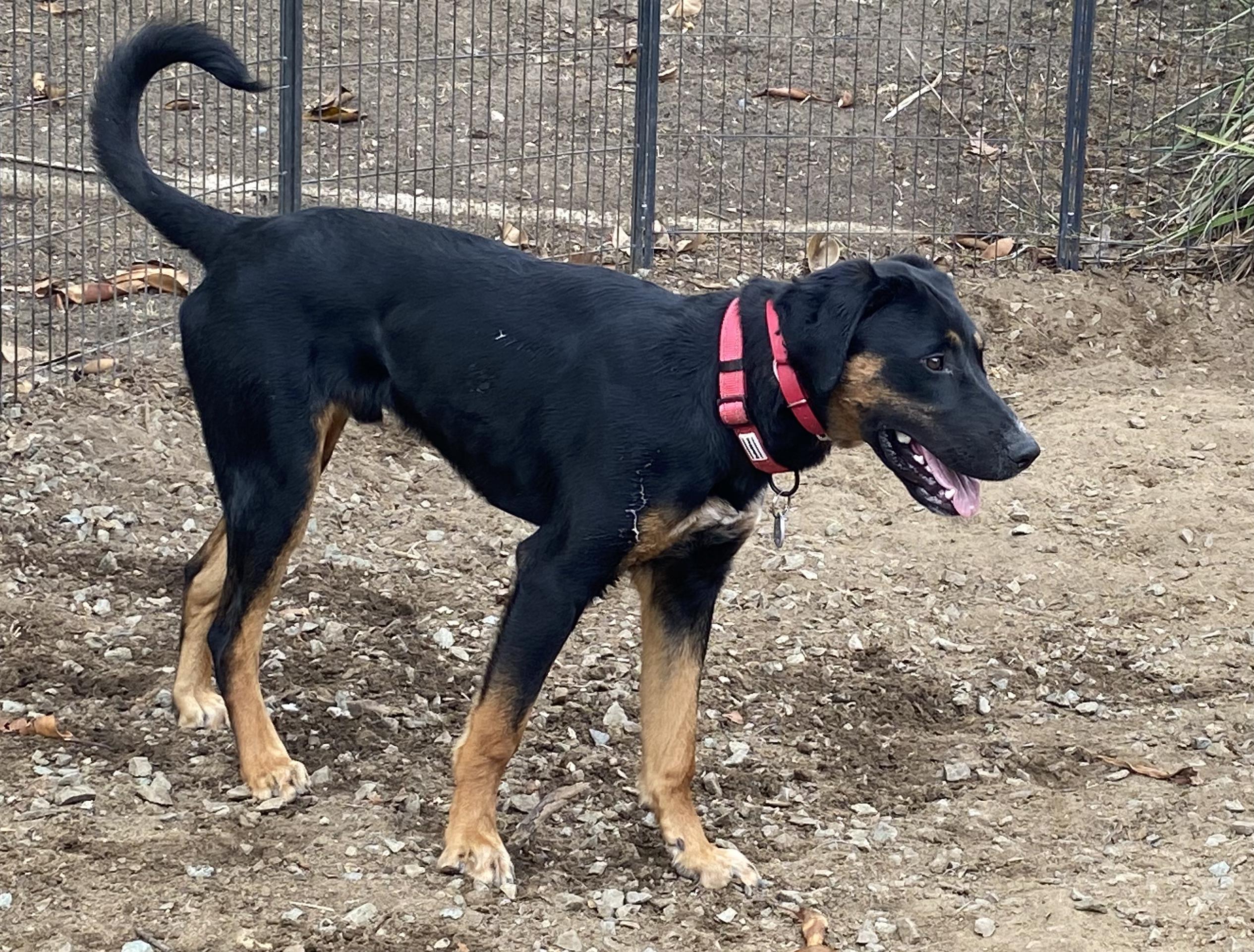 Enlarge Flynn, a Adopted mixed breed in San Diego, CA image 4/6