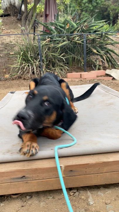 Enlarge Flynn, a Adopted mixed breed in San Diego, CA video 5/6