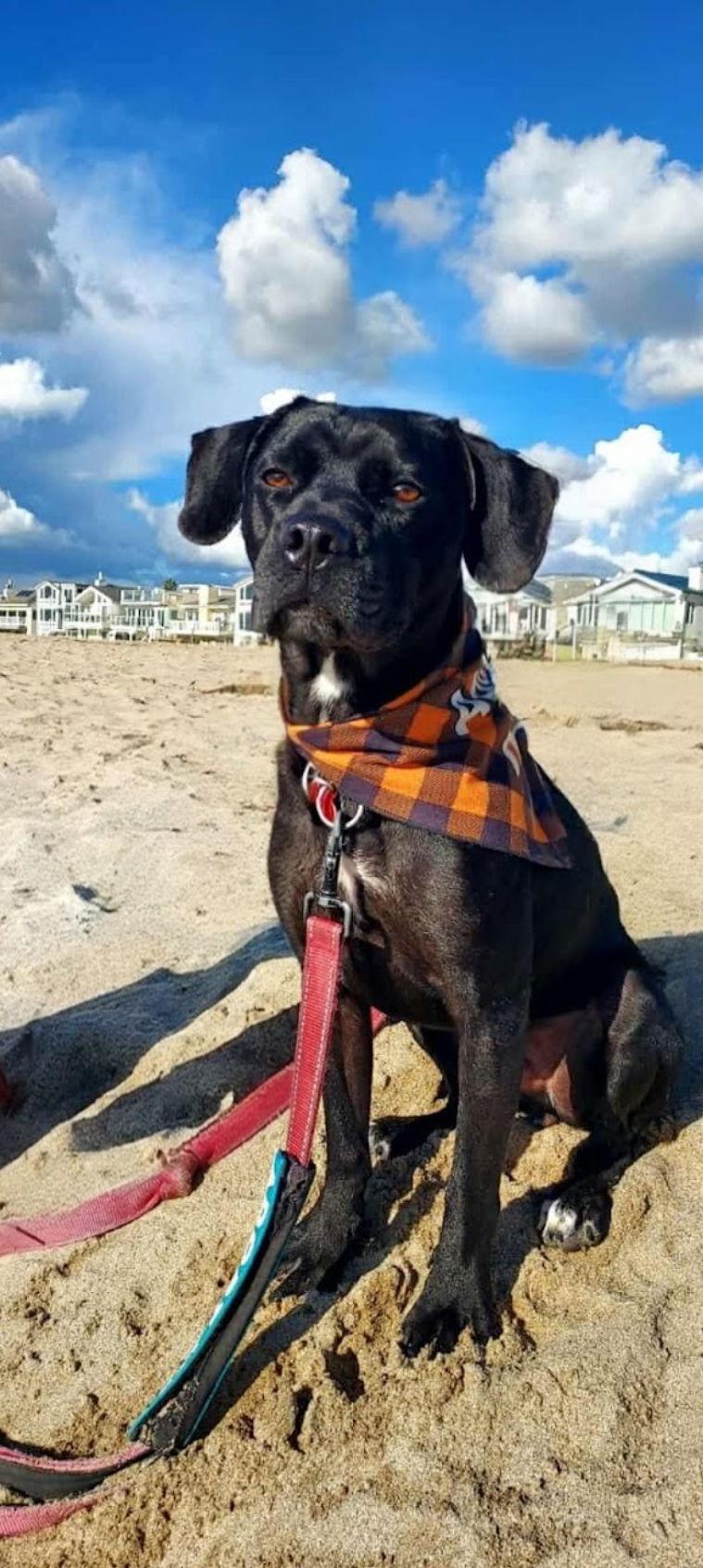 Roscoe, Adoptable, Young Male Labrador Retriever.