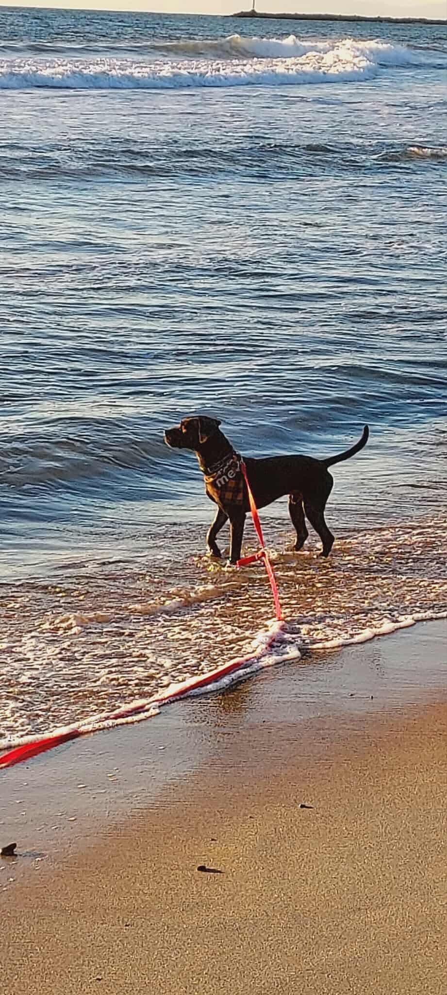 Roscoe, a Adoptable Labrador Retriever in San Diego, CA image 2/3