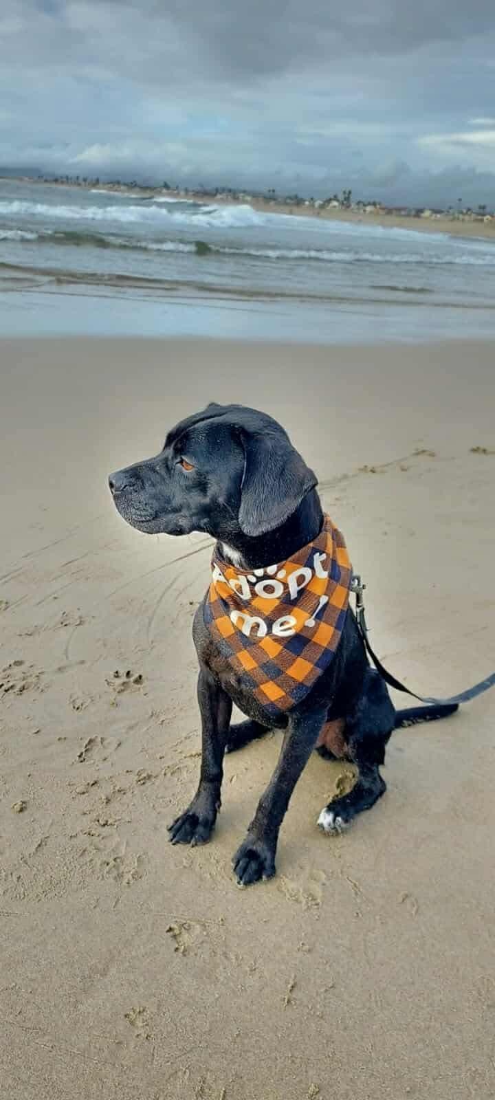 Roscoe, a Adoptable Labrador Retriever in San Diego, CA image 3/3