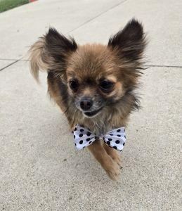 Enlarge Thor, an adopted mixed breed in Bucyrus, OH image 4/5