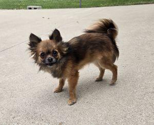 Enlarge Thor, an adopted mixed breed in Bucyrus, OH image 5/5