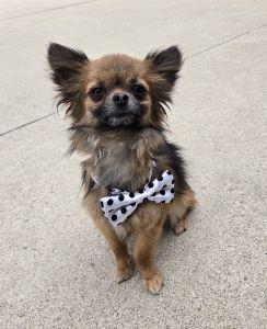 Thor, adopted, Adult Male Pomeranian & Chihuahua.
