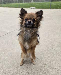 Enlarge Thor, an adopted mixed breed in Bucyrus, OH image 2/5