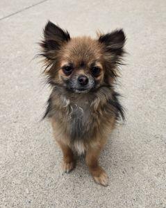 Enlarge Thor, an adopted mixed breed in Bucyrus, OH image 3/5