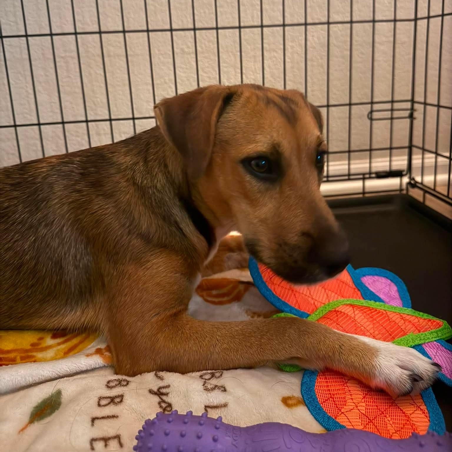 Enlarge Boots, a Adopted mixed breed in San Antonio, TX image 6/6