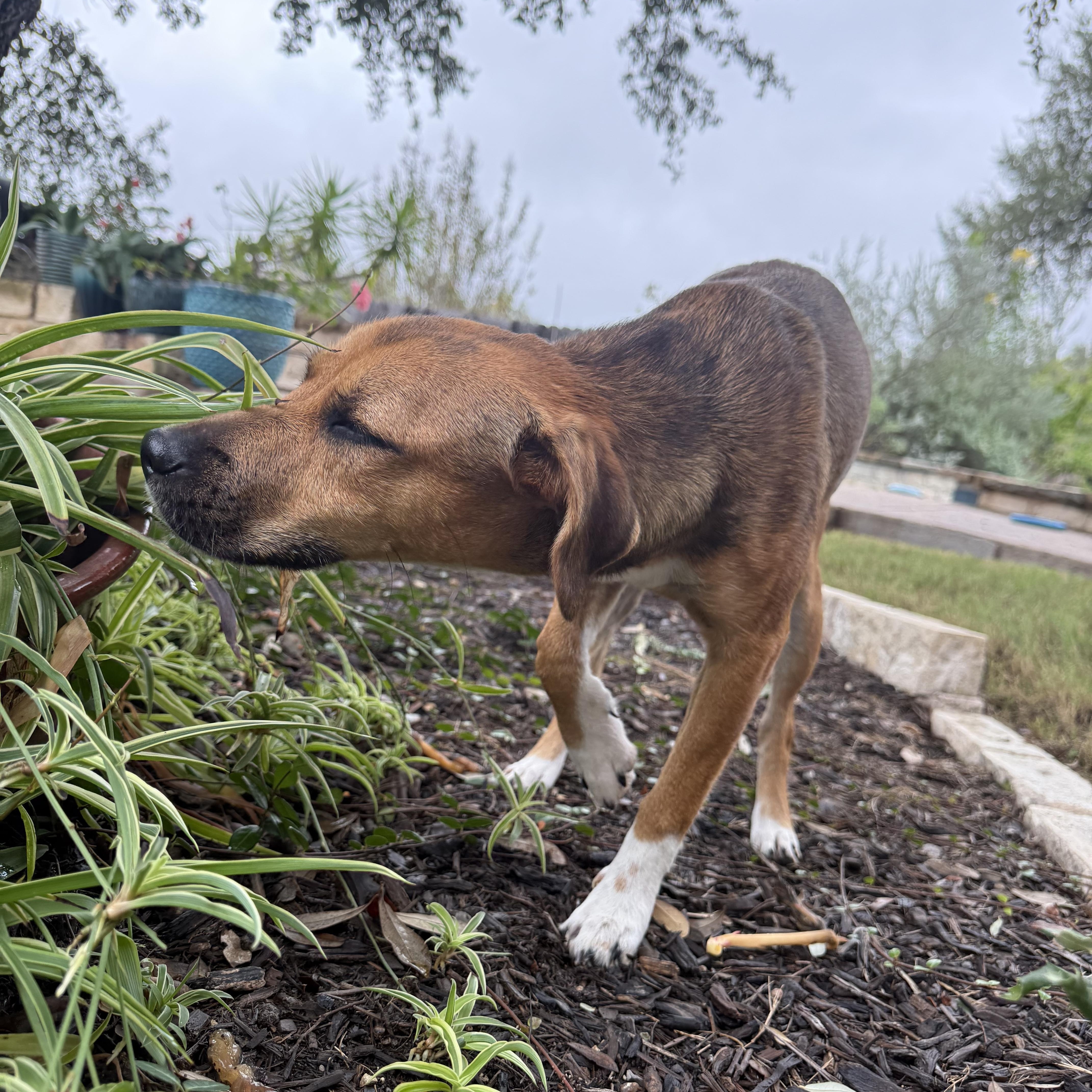 Enlarge Boots, a Adopted mixed breed in San Antonio, TX image 5/6