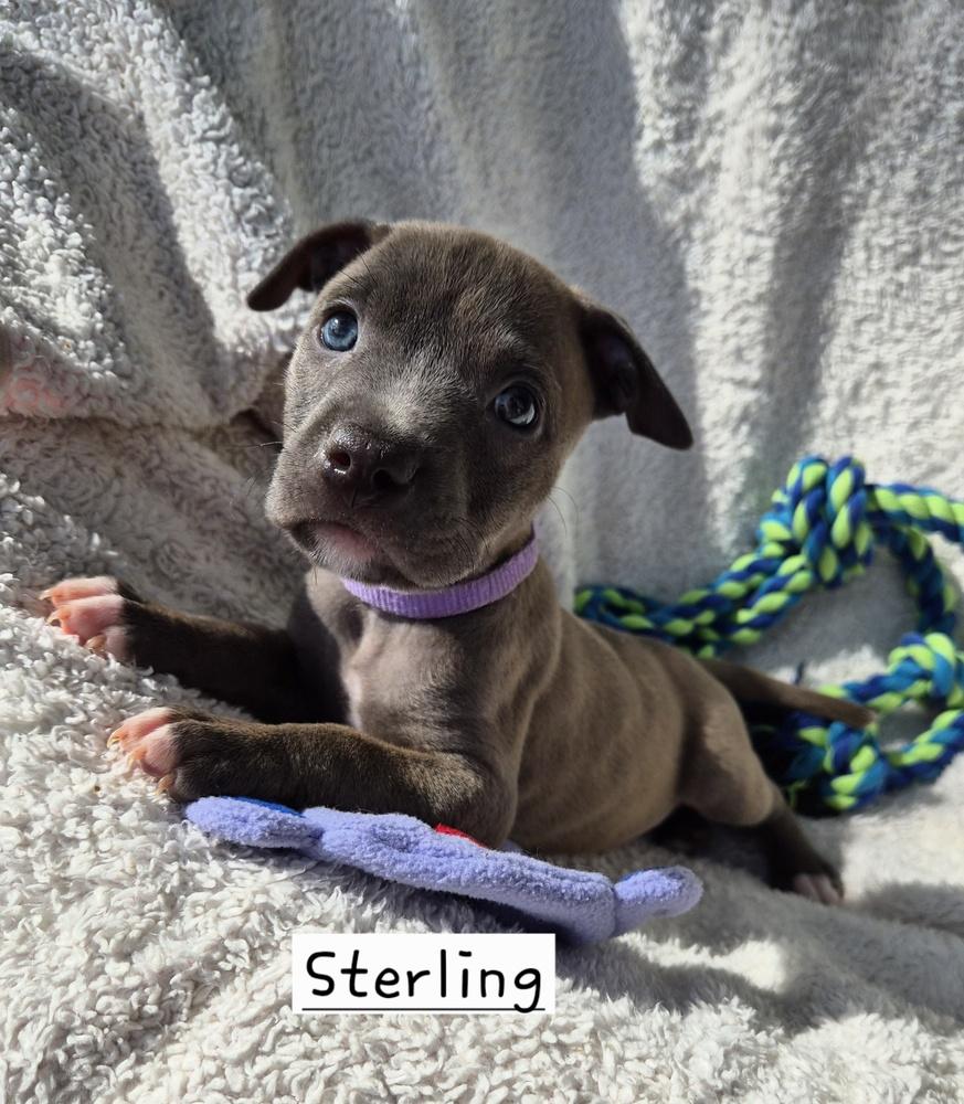 Enlarge Sterling (26-128 D), a Adoptable mixed breed in Lansing, MI image 1/3