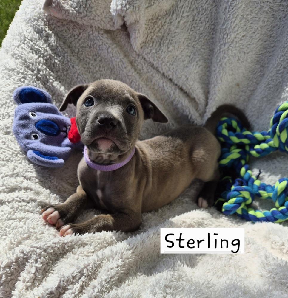 Enlarge Sterling (26-128 D), a Adoptable mixed breed in Lansing, MI image 2/3