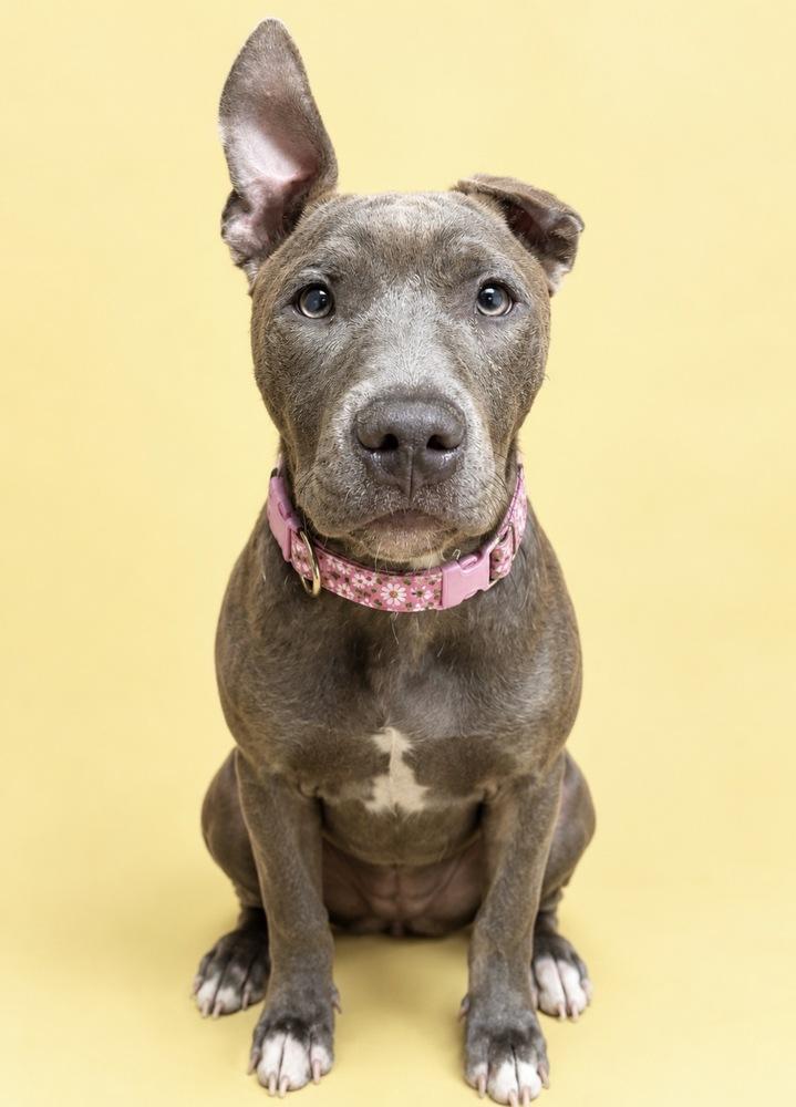 Sterling (26-128 D), Adoptable, Young Female Mixed Breed.